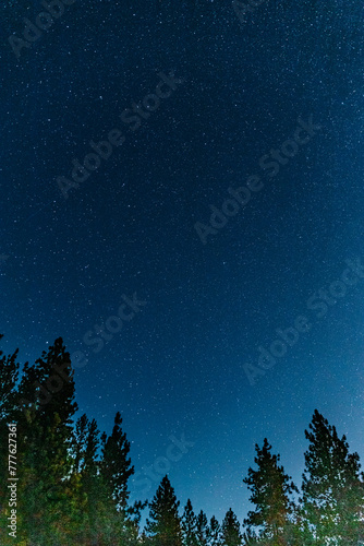 Night sky with stars over forest trees below