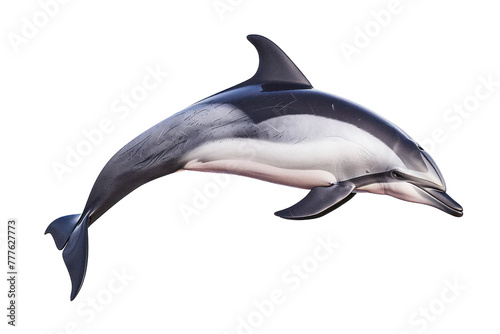 Spinner dolphin on isolated transparent background