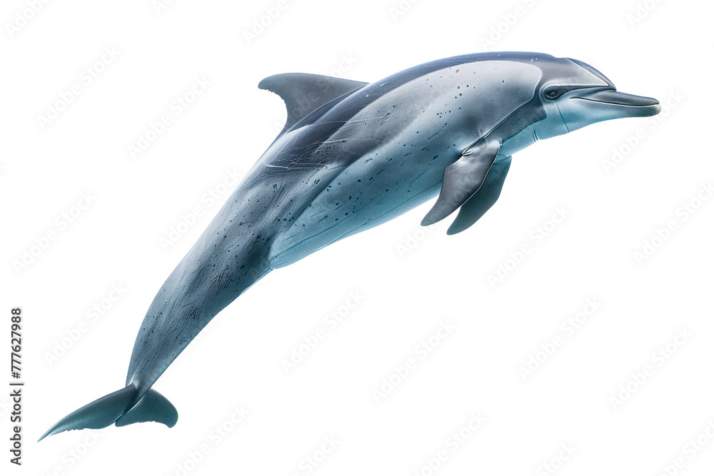 Obraz premium Spinner dolphin on isolated transparent background