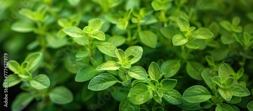 Detailed view of a cluster of lush green plant leaves  showcasing the intricate texture and rich color of nature up close.