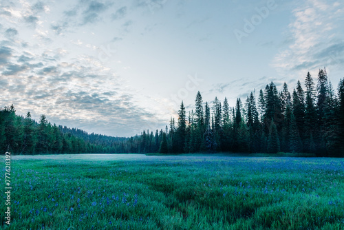 Packer Meadows blue camas bloom at dawn in Lolo, Montana photo