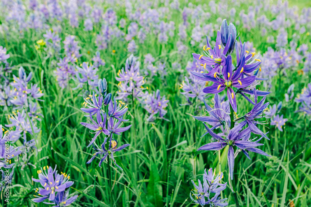 Obraz premium Macro shot of blue camas flowers at Packer Meadows in Lolo, Montana
