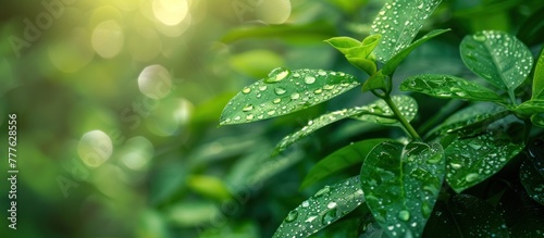 A detailed view of a pepper elder plant showcasing water droplets on its leaves and stems. © FryArt Studio