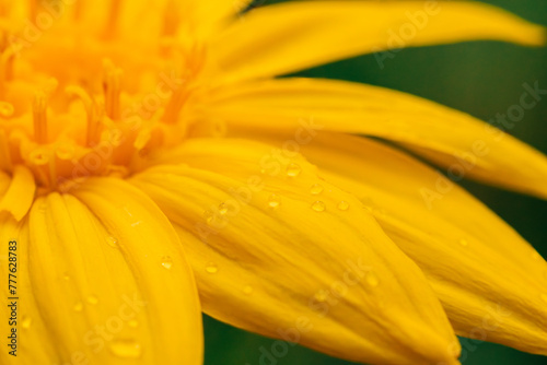 Macro shot of yellow arrowleaf balsamroot petals with rain drops © Cavan