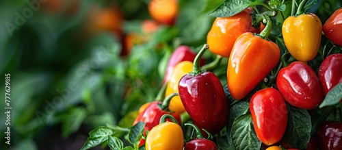 A cluster of ripe red and yellow peppers growing on a plant in the garden. © FryArt Studio