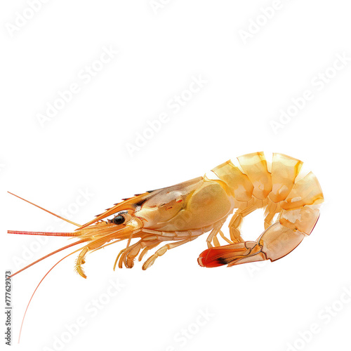 tiger prawn on isolated transparent background