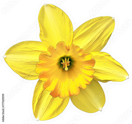 Illustrated yellow daffodil, a symbol of spring and botanical beauty in vibrant floral art cut out on transparent background
