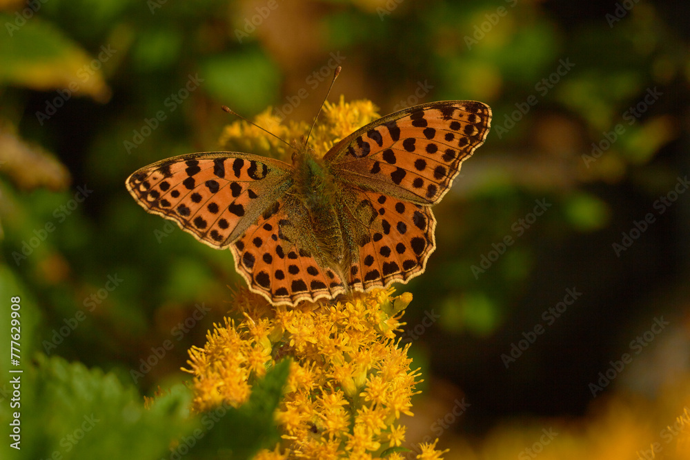 Obraz premium Butterfly Issoria lathonia, on yellow flower . 