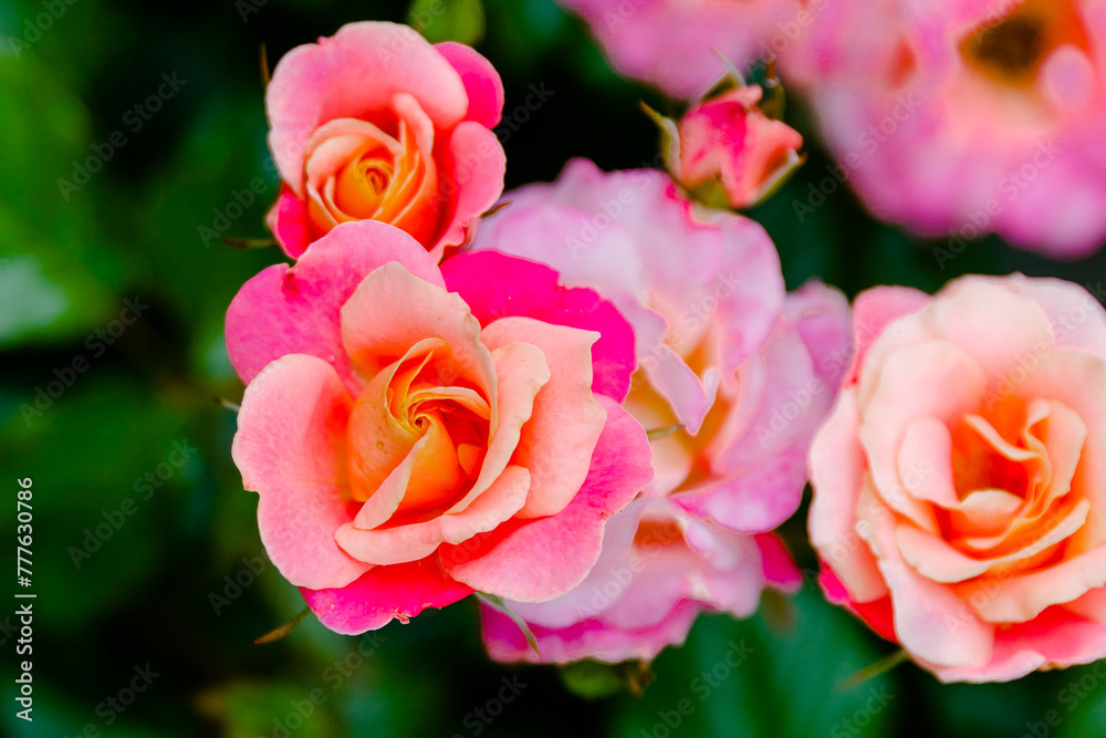 Vibrant Pink and Peach Blooming Roses in Summer