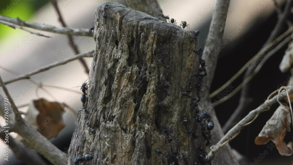 BLack big ants in tree - finding food . BLack big ants in tree - finding food .