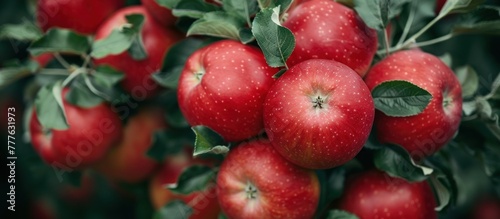A bunch of vibrant red apples hang from a tree branch, ready for harvesting.
