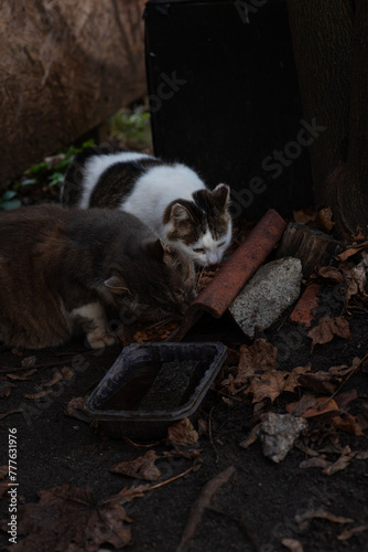 Canvas Print two wild cats are eating