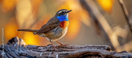 A bluethroat bird with vibrant feathers sitting atop a wooden surface. photo