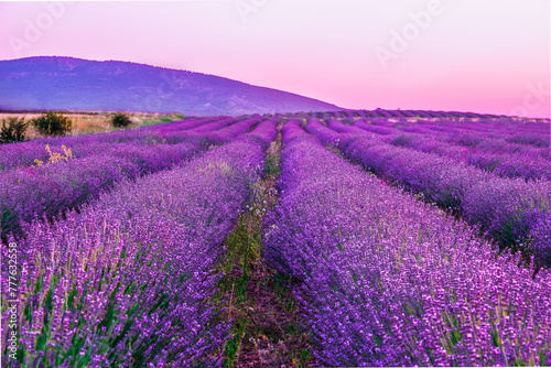 Sunset in the lavender fields in the town of La Yunta. Castilla la Mancha.