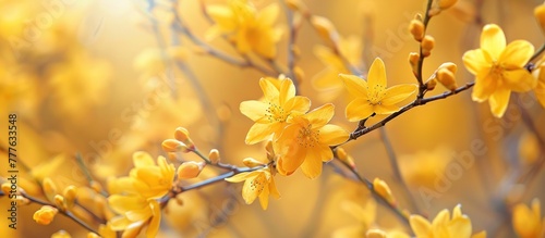 Detailed view of bright yellow flowers blooming on a tree in a vibrant spring garden.