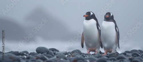 Two Gentoo penguins standing on a rocky beach covered in snow.