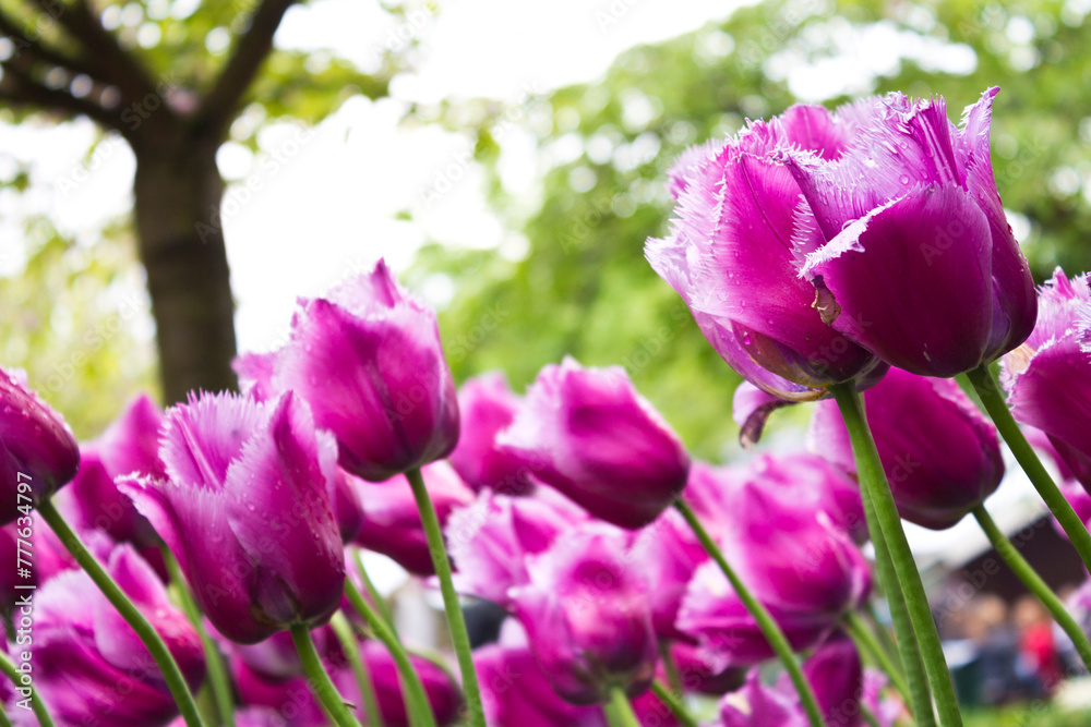 Fuchsia flowers in Keukenhof park, Netherlands