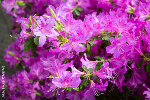 Pink flowers in Keukenhof park, Netherlands © JoseJ81