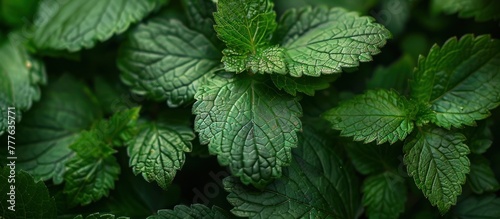 A detailed view of a dense group of vibrant green leaves, showcasing intricate textures and patterns.