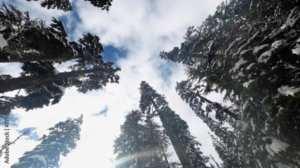 Extreme Wide Worm s Eye View Shot Rotating Left And Right In Slow different-types-of-pine-trees-in-texas-pelajaran