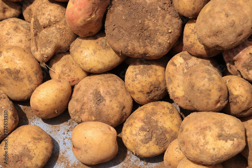 Photograph of a group of freshly harvested potatoes. Concept of food.