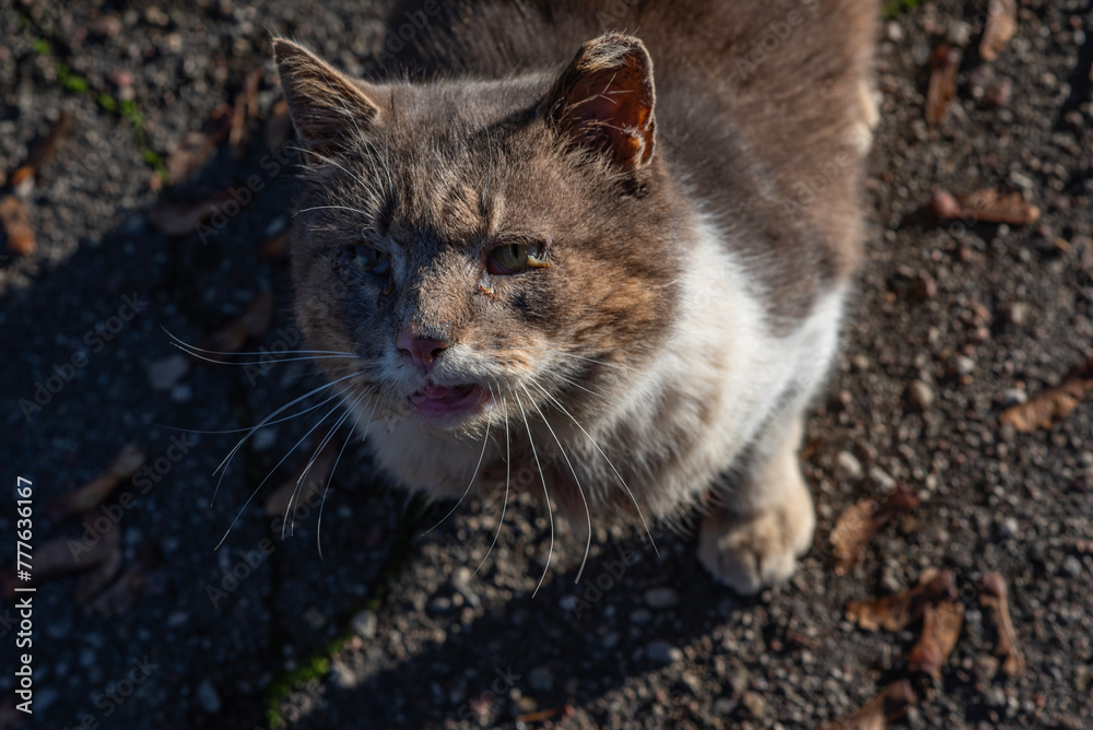 Obraz premium A wild old cat looks up