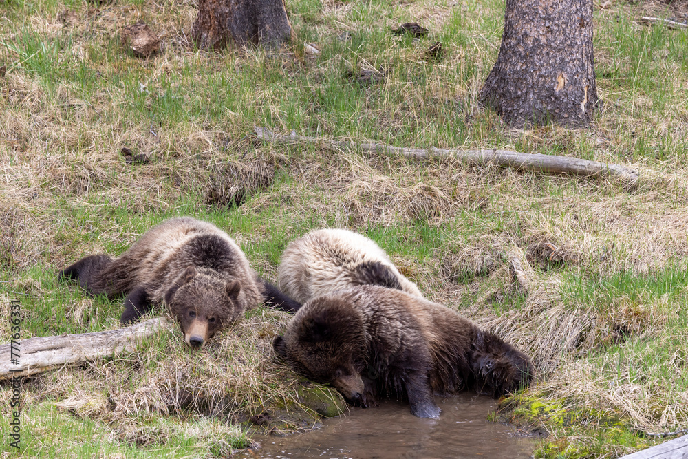 Grizzly Bears at a Small Pond in Wyoming in Spring Grizzly Bears at a Small Pond in Wyoming in Spring