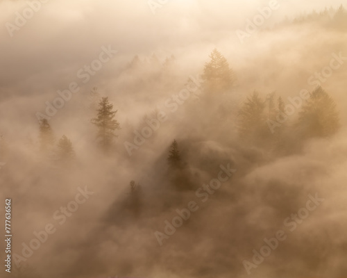 Fog envelops trees and hills as the sun shines through clouds © Wirestock