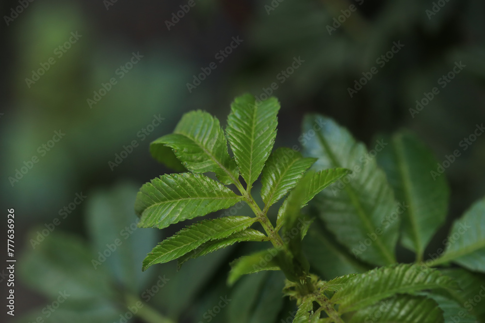 Detail photograph of Huacatay leaves in Peru. Detail photograph of Huacatay leaves in Peru.