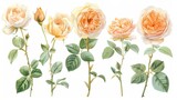 wedding watercolor set of peach roses by David Austin on a white background,