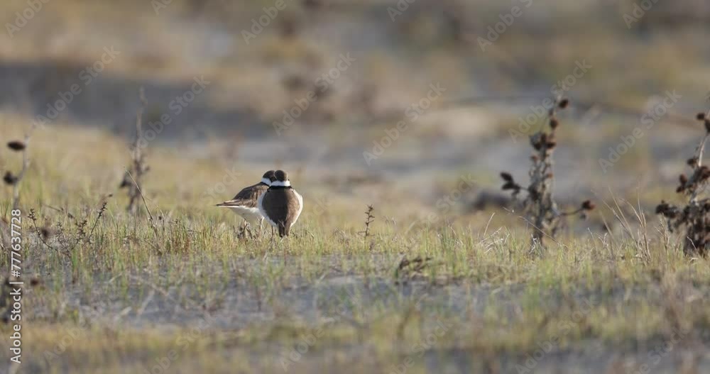 Little ringed plover, small wader or shorebird on the beach. Little ringed plover, small wader or shorebird on the beach.