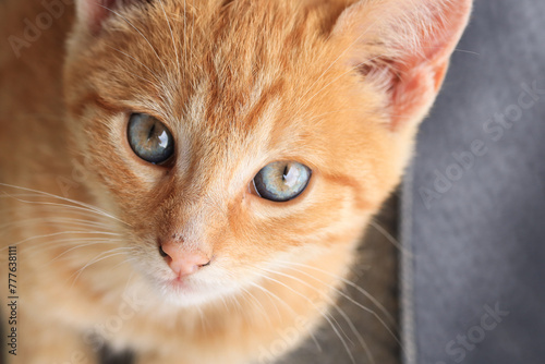 Photograph of attentive look of orange puppy cat.