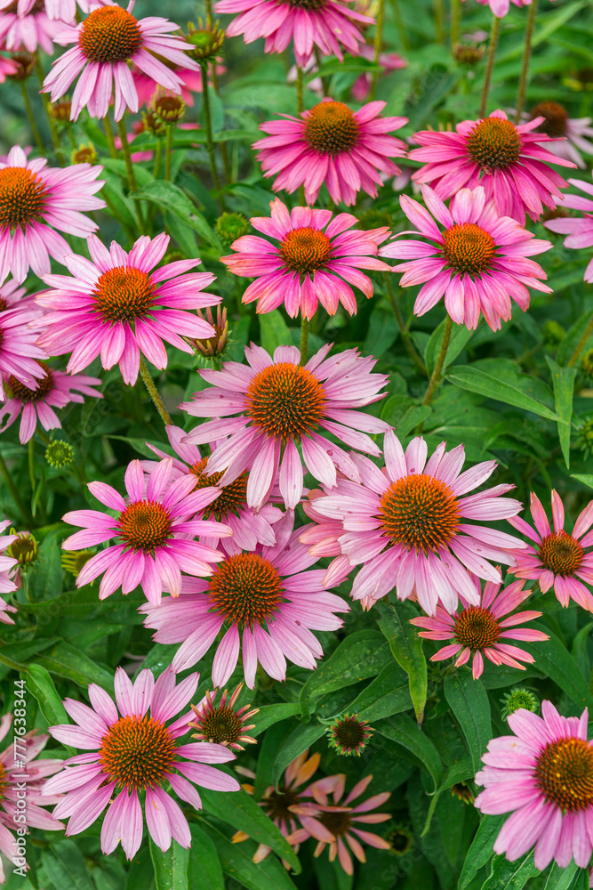 closeup of many pink flowers on bushes growing in the garden closeup of many pink flowers on bushes growing in the garden