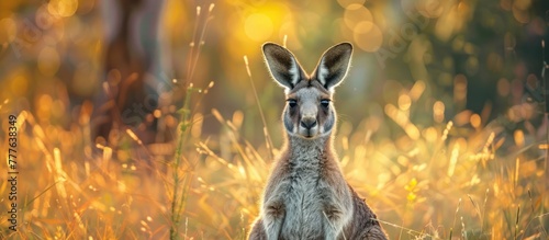 A kangaroo sits among tall grass in a field, facing the camera.