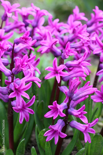 Hyacinths are blooming in the garden