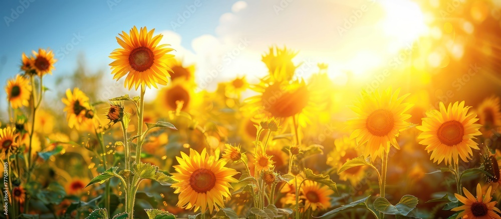 A vast field of bright yellow sunflowers under a sunny sky with the sun shining in the background. A vast field of bright yellow sunflowers under a sunny sky with the sun shining in the background.