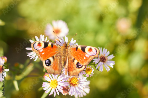 Peacock butterfly on autumn flowers (Symphyotrichum or Aster novi-belgii), smooth aster flowers. photo