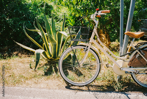 Bicycle parked near the succulent on cycle lane  photo