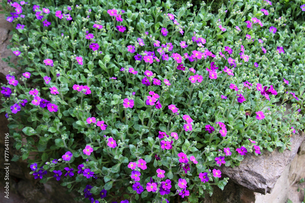 Obraz premium Aubrieta blooms in a flower bed in the garden