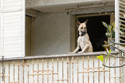 Dog stands with his front paws on the balcony fence and looks outside