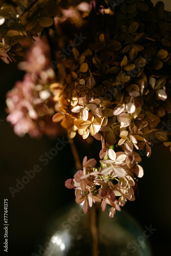 pink dried hydrangea 