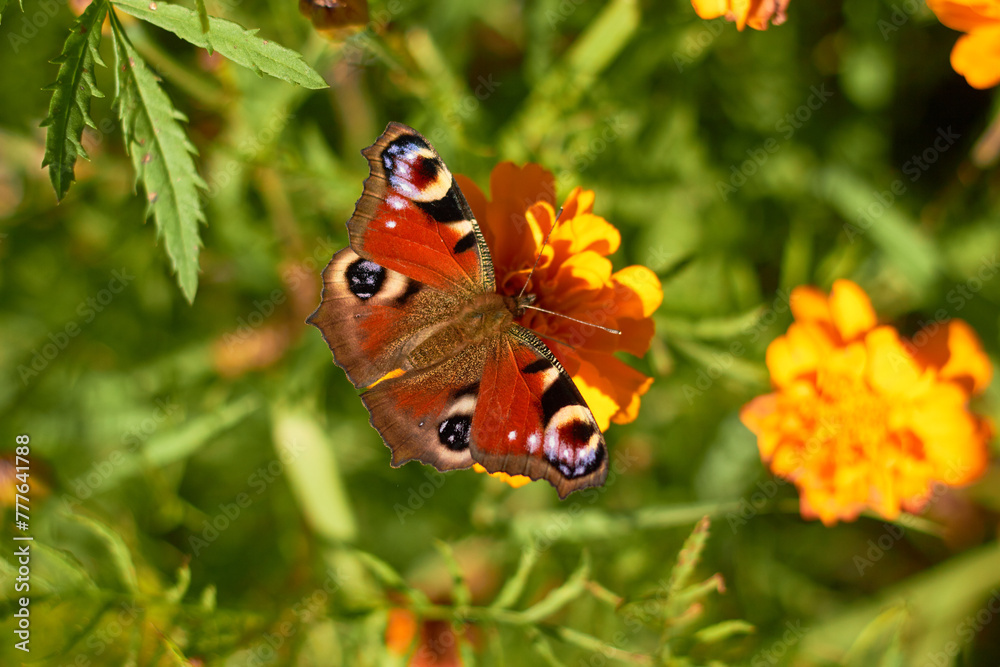 Peacock butterfly on an orange marigold flower.
Peacock butterfly on an orange marigold flower.