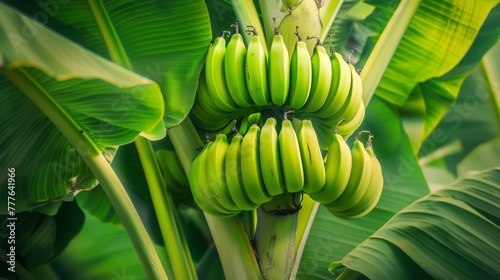 A Lush Banana Tree Bunch