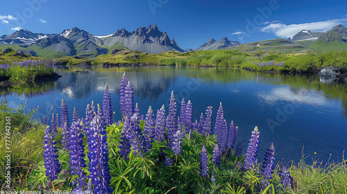 A serene lake surrounded by lush greenery and densely packed purple blossoming lupine flowers, with majestic snowcapped mountains in the background under a clear blue sky. Created with Ai