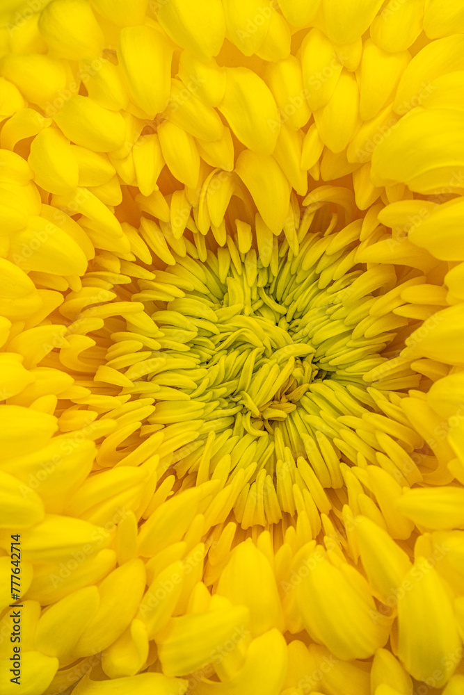yellow chrysanthemum yellow chrysanthemum