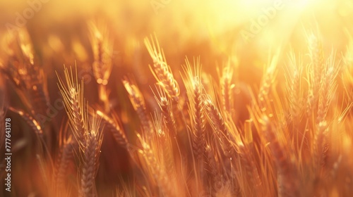 The Golden Wheat Field Glow