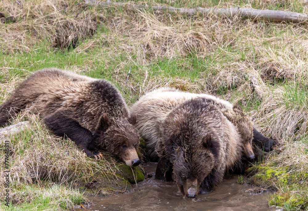 Grizzly Bears at a Small Pond in Wyoming in Spring Grizzly Bears at a Small Pond in Wyoming in Spring