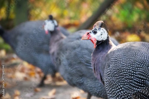 Helmeted guineafowl also known as Numida meleagris. photo
