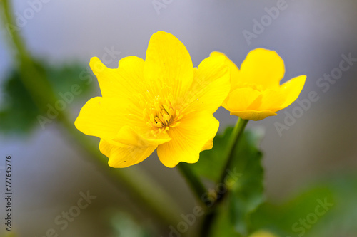 Blüte einer Sumpfdotterblume (Caltha palustris) photo