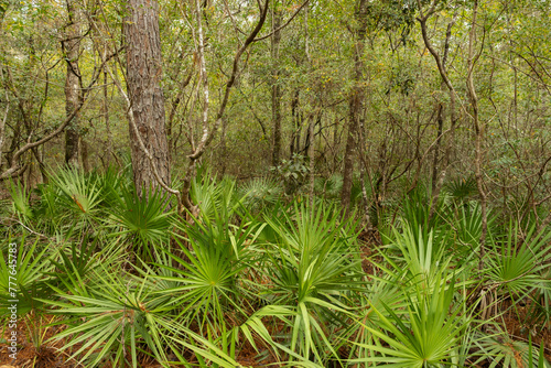 Palmettos Landscape in Blackwater Forest, Florida
